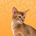 pet cat