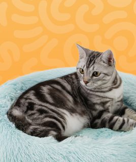pet cat supplies
