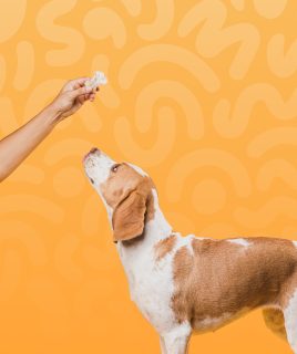 pet dog treats
