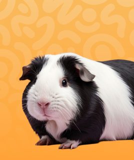 pet othr rodents