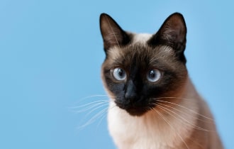 pt discount card pet opt