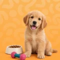 Puppy Food